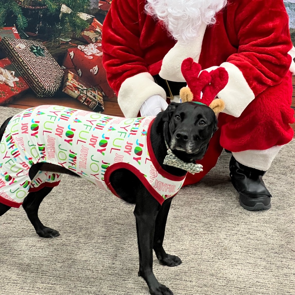 Dog holiday pajamas